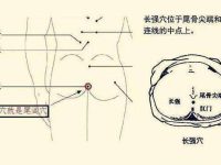 尾闾穴在哪个位置，尾闾的准确位置图