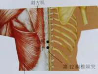 脊中穴的作用与功效，脊中的准确位置图