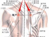 魄户穴的作用与功效，魄户的准确位置图片