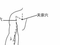 天宗穴简单找法，天宗的准确位置图和作用