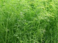 茴香怎么吃，为什么茴香要焯水