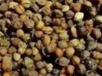 柏树籽的作用与功效，柏树籽的禁忌及食用方法