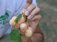 路边的银杏果可以吃吗，银杏果怎么处理才能吃