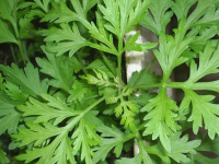 艾草泡脚的功效与作用，艾草泡脚的禁忌