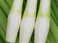 茭白有毒吗，茭白里面的黑点是什么