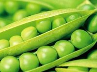 什么人不能吃豌豆，豌豆的功效与作用禁忌
