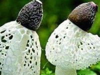 竹荪怎么读，竹荪的功效与作用禁忌