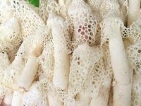 竹荪怎么吃，竹荪变黄了还能吃吗