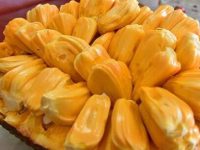 吃完菠萝蜜千万别碰5种食物,菠萝蜜和什么相克 吃完菠萝蜜千万别碰5种食物,菠萝蜜和什么相克
