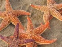 海星是什么意思，海星的功效与作用及禁忌
