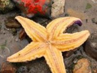 海星为什么男人不能吃，海星不适宜哪些人群吃