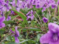 地丁草又叫什么名字，地丁草和紫花地丁一样吗