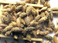 苍耳子泡水喝的功效，苍耳子泡水喝正确方法