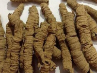 巴戟天怎么读，巴戟天的副作用与禁忌
