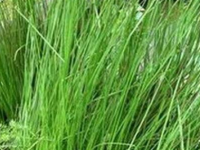 灯心草别名叫什么，灯心草和什么一起煲汤