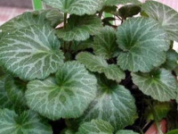虎耳草怎么吃治荨麻疹，虎耳草治什么病
