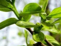 柿叶茶的功效与作用，柿叶茶的禁忌及副作用