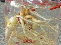 人参枸杞酒的功效与作用，人参枸杞酒的比例配方