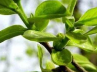 柿叶茶的功效与作用及禁忌，喝了柿叶茶一年