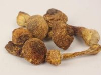 姬松茸和什么煲汤最佳，姬松茸的做法煲汤