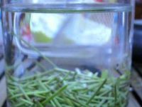 松针茶的制作方法，如何自制干松针茶