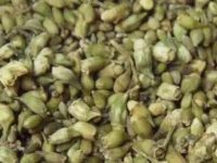 槐米茶的功效与作用及食用方法