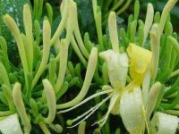 金银花泡水喝的功效与禁忌，金银花的正确饮用方法