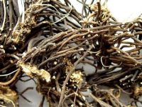 威灵仙化鱼刺真有用吗，威灵仙软化鱼刺要多久
