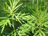 艾草茶怎么制作，艾草茶的做法