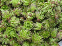 杜仲雄花茶的作用与功效的功效