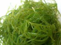 海藻油功效与作用，海藻油与鱼油的区别