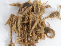 全蝎的功效与作用，全蝎的副作用及禁忌