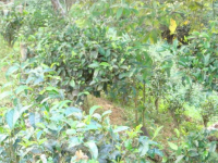 大树茶和古树茶的区别，大树茶和古树茶的特点是什么