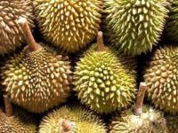 榴莲的药用价值是什么？