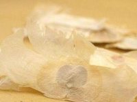 玉蝴蝶的功效与作用及食用方法