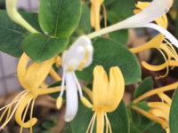 金银花茶价格:金银花茶多少钱一斤 金银花茶价格:金银花茶多少钱一斤