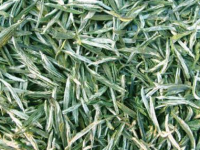 茉莉花茶产地在哪里，茉莉花茶有哪些品种