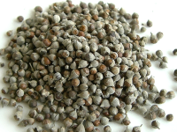 圣洁莓的功效与作用及禁忌 圣洁莓的功效与作用及禁忌