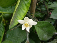 代代花茶的功效与作用及禁忌