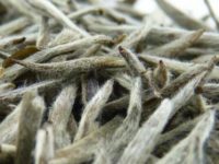 白毫银针怎么泡，白毫银针茶的泡法