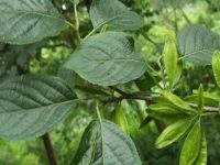 杜仲茶可以长期喝吗，杜仲茶的禁忌