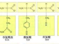 人体必需氨基酸有几种，人体必需氨基酸口诀