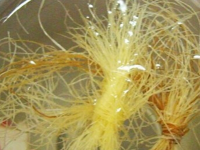 玉米须煮水的功效与作用，玉米须煮水喝的9大奇效