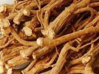 北柴胡的功效与作用,北柴胡别名是什么 北柴胡的功效与作用,北柴胡别名是什么