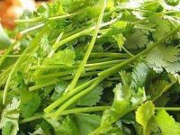 香菜煮水的功效与作用，香菜煮水的用法用量