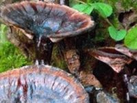 灵芝不适合什么人吃，灵芝泡水喝的七大禁忌
