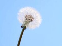 蒲公英根多少钱一斤，蒲公英根泡水喝的功效
