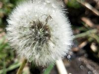 蒲公英花能吃吗，蒲公英炒好还是不炒好