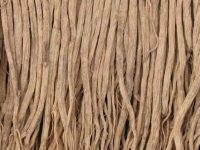 党参的副作用与禁忌，服用党参的禁忌