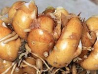 沙姜的功效与作用及禁忌